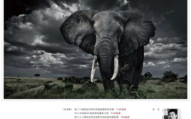 《非洲象》 第20届奥地利超级摄影大赛（FIAP）金奖等   肖戈  
